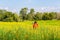 Photographer take a photo at beautiful yellow flowers Sunhemp Crotalaria field in shunshine day, Thailand