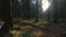 Photographer takes a picture in Silent Forest in spring