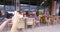 Photographer takes pictures of pretty girls who sit at a table in a cafe