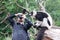 Photographer taking photo of striped lemur at the zoo