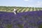 Photographer taking photos by the Plateau Valensole in Provence