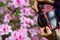 Photographer taking picture of the beautiful Azalea blossom