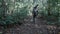 Photographer walking jungle path