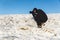 Photographer at work on the snow in winter