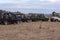 Photographers in four trucks shoot cheetah cub