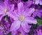 Photographic art picture of large garden flowers with rain drops close up