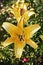 Photographic art picture of nice yellow lily flowers in orthodox church garden in summer