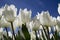 Photographic documentation of a white tulip cultivation