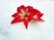 Photographic image of bright red lily flower on white snow background