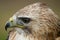 Photographic portrait of a Saker falcon