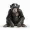 Photographically Detailed 3d Rendered Portrait Of Black Chimp