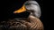 Photographically Detailed Portrait Of A Bold Duck On Black Background