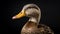 Photographically Detailed Portrait Of A Duck With A Yellow Beak