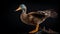 Photographically Detailed Portrait Of Mallard Duck On Wood Floor