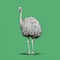Photographically Detailed Portrait Of Ostrich On Green Background