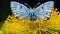Photographically Detailed Portraitures: A Surrealist Blue Butterfly On A Yellow Flower