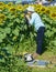 Photographing a Giant Sunflower