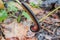 Photographing a Millipede on a branch after a heavy rain