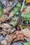 Photographing a Millipede on a branch after a heavy rain