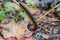 Photographing a Millipede on a branch after a heavy rain