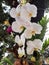 photographing phalaenopsis or white moon orchids which can be used as wedding gifts