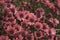 Photography of African daisies, with drops of water , sepia color in a garden