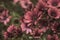 Photography of African daisies, sepia color in a garden