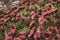 Photography of African daisies, sepia color in a garden