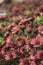 Photography of African daisies, sepia color in a garden