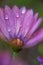 Photography of African Daisy with water drops in a garden