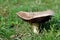 Photography of Agaricus campestris mushroom