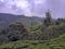 Photography amidst Sri Lanka\'s Stunning Tea Estate and Majestic Mountains