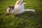 Photography of a beautiful pitbull rolling on grass