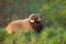 Photography of a brown skudde sheep