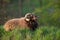 Photography of a brown skudde sheep