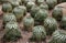 a photography of a bunch of cactus plants that are in the dirt, a close up of a bunch of small cactus plants in dirt