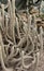 a photography of a cactus plant with a lot of spines, knoted cactus plants in a desert area with a variety of cacti