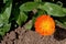 Photography of Calendula officinalis or common marigold flower