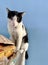 a photography of a cat sitting on a table with a blue wall, egyptian cat sitting on a table with a blue wall behind it