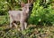 a photography of a cat standing in the grass near a bush, canis dingo cat standing in the grass in front of a bush