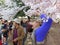 Photography of the Cherry Blossoms in April