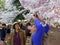 Photography of the Cherry Blossoms in Washington DC