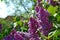 Photography of common lilac flowering tree Syringa vulgaris