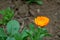 Photography of common marigold flower Calendula officinalis