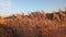 Photography of common reed in the fall