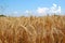 Photography of Common wheat Triticum aestivum