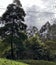 a photography of a cow grazing in a field with trees, snake - rail fence in front of a grassy area with trees and bushes