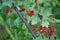 Photography of currants, gooseberries, Ribes Redcurrant berries plant