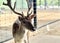 a photography of a deer with antlers standing in a fenced in area, there is a deer that is standing in the dirt