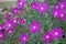 Photography of Delosperma cooperi Trailing Iceplant flowers